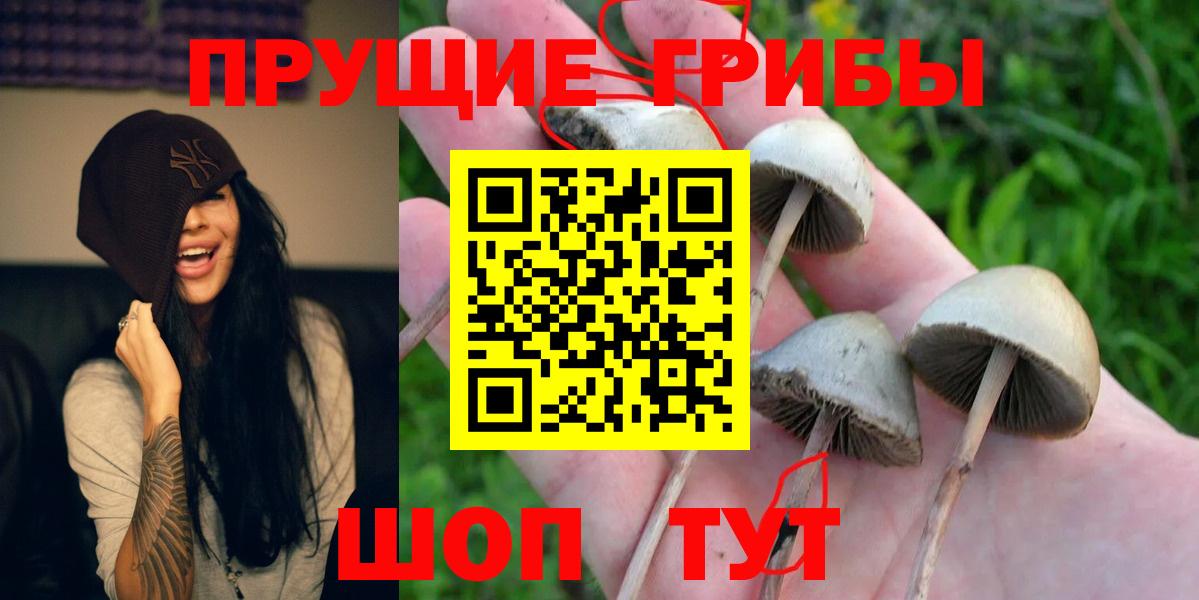 Галлюциногенные грибы Psilocybe  Вход с VPN  Галлюциногенные грибы MAGIC MUSHROOMS  Заводоуковск 